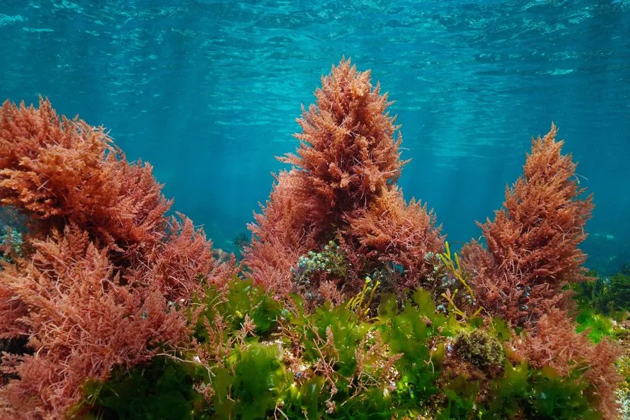 seaweed under water